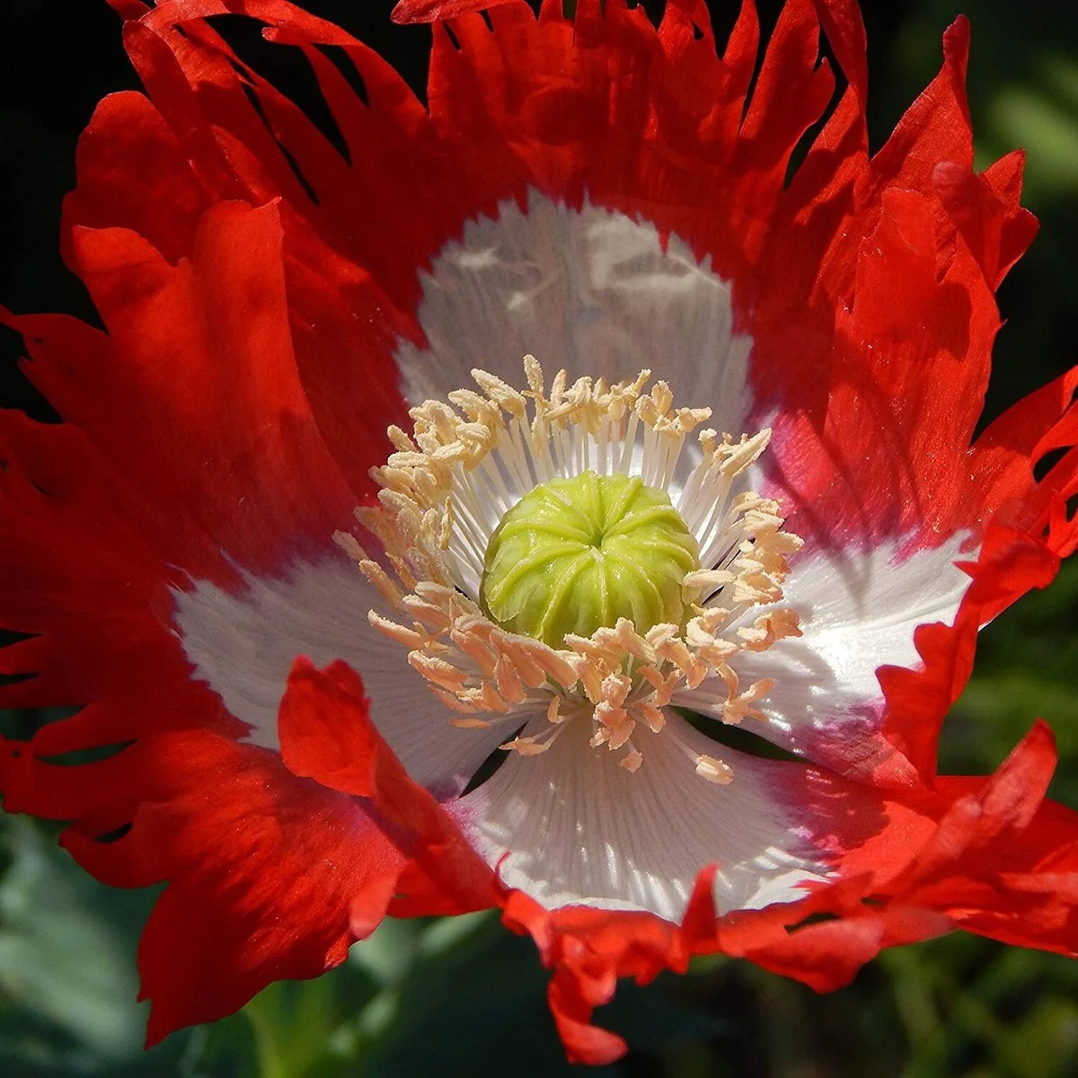 Papaver Somniferum Ultimate Mixture Seeds for Spectacular Gardening: Premium Quality, Vibrant Blooms, and Easy Cultivation for Your Garden Oasis