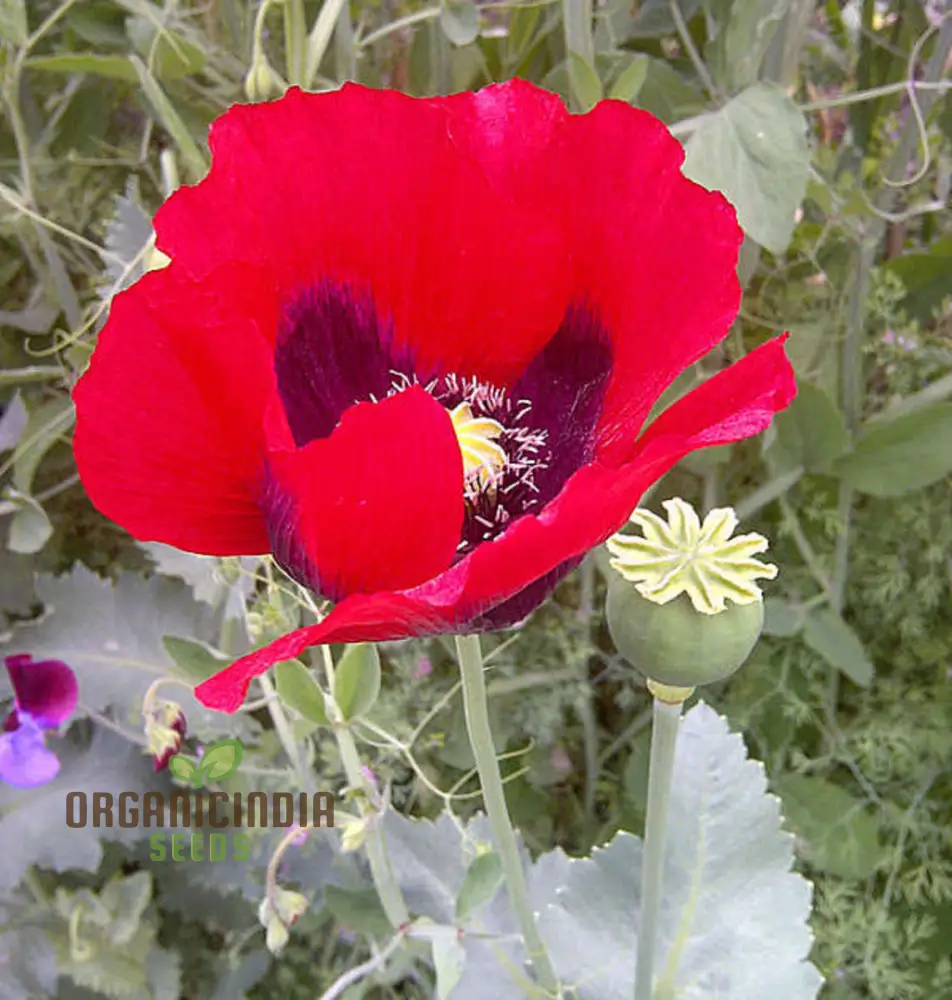 Papaver Somniferum Ultimate Mixture Seeds for Spectacular Gardening: Premium Quality, Vibrant Blooms, and Easy Cultivation for Your Garden Oasis - Image 3