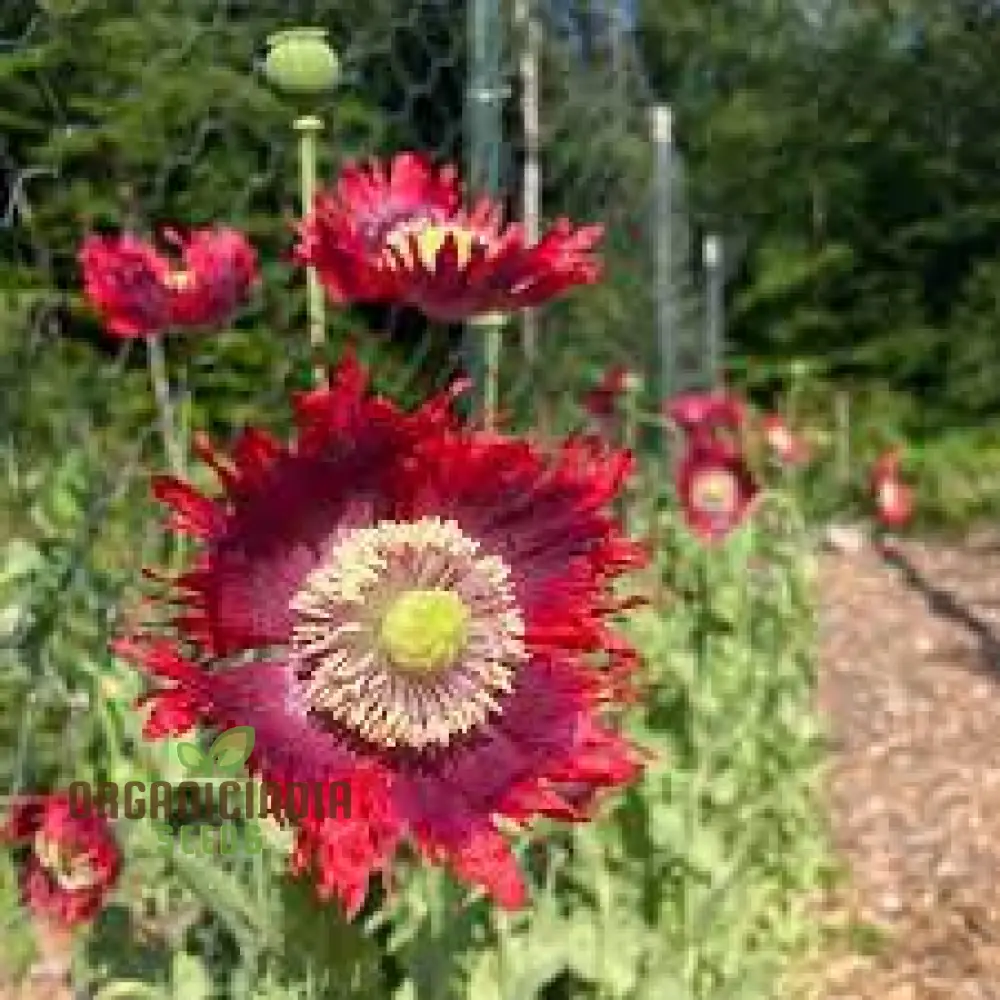 Papaver Somniferum Ultimate Mixture Seeds for Spectacular Gardening: Premium Quality, Vibrant Blooms, and Easy Cultivation for Your Garden Oasis - Image 5