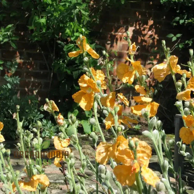 Papaver Spicatum Seeds for Gardening Enthusiasts | Premium Quality Seeds for Vibrant Blooms | Perfect for Flower Gardens and Landscaping