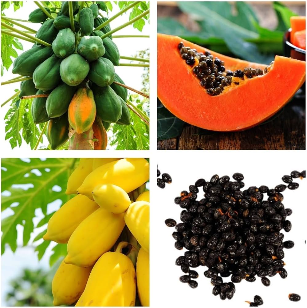 Papaya Fruit Seeds for Planting