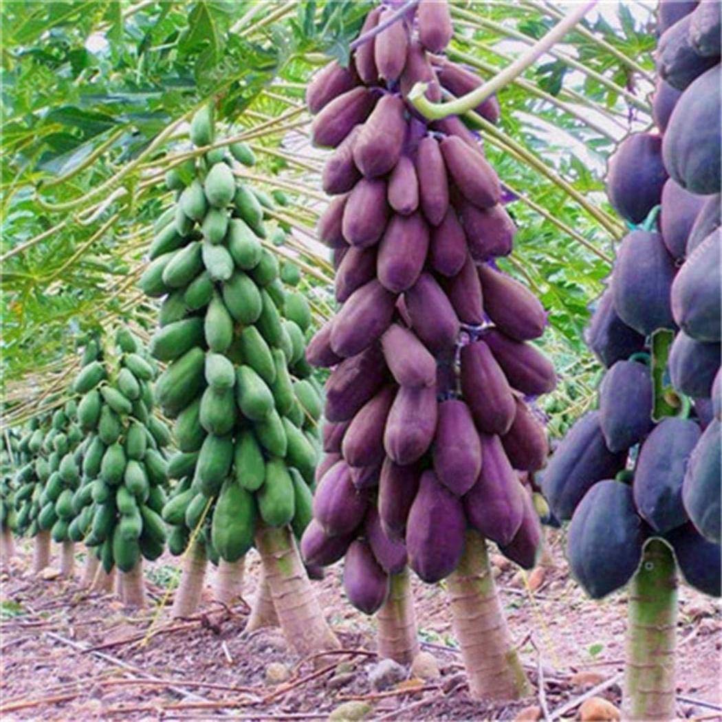 Papaya Fruit Seeds for Planting - Image 3