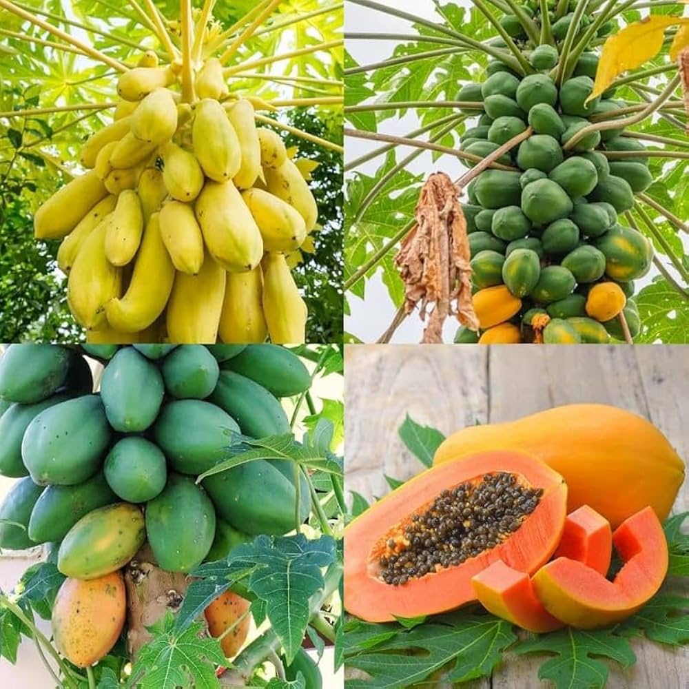 Papaya Mixed Fruit Seeds For Planting