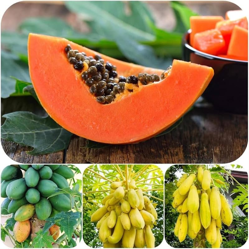 Papaya Mixed Fruit Seeds For Planting - Image 2
