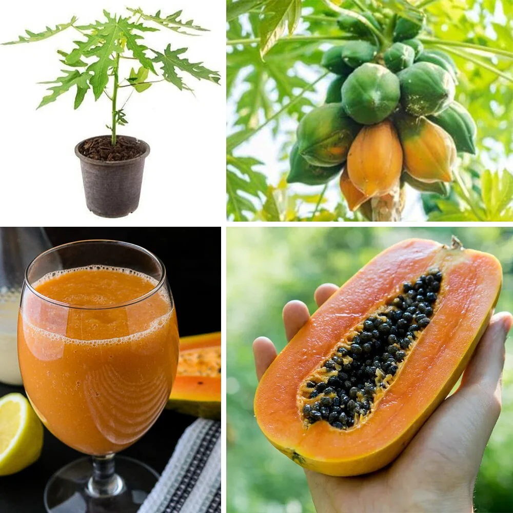Papaya Mixed Fruit Seeds For Planting - Image 3