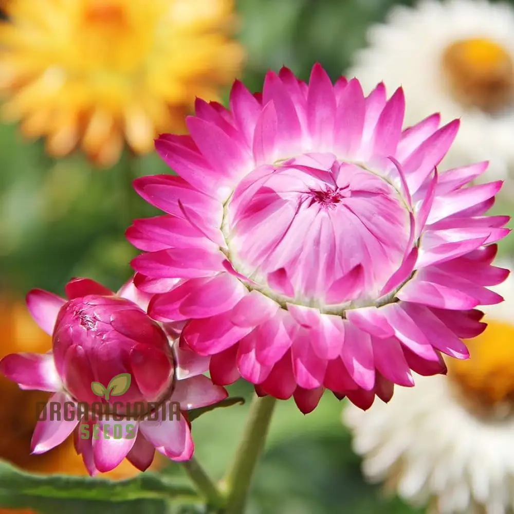 Paper Flower Mix (Helichrysum) Seeds for Planting - Colorful Variety, Easy to Grow