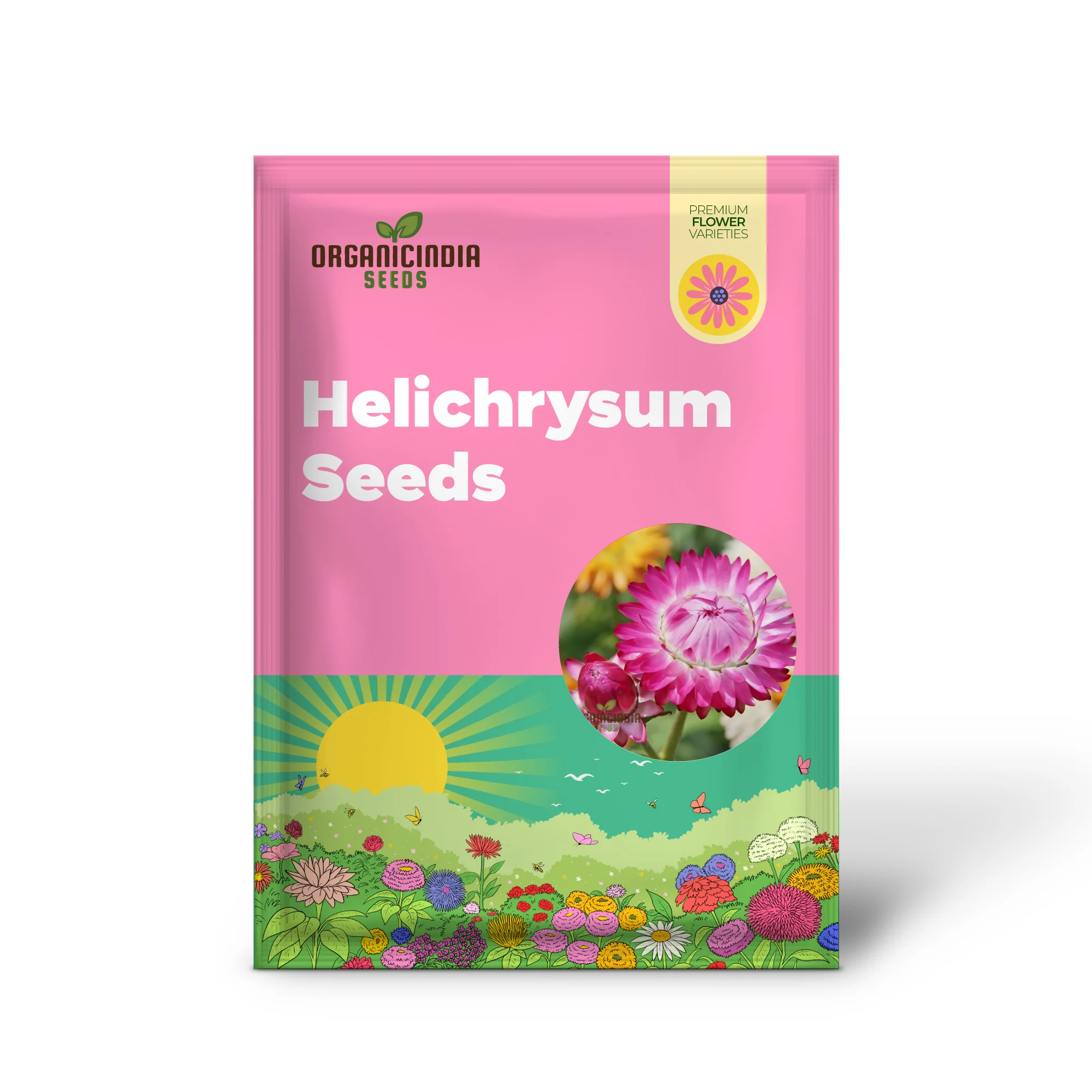 Paper Flower Mix (Helichrysum) Seeds for Planting - Colorful Variety, Easy to Grow - Image 2