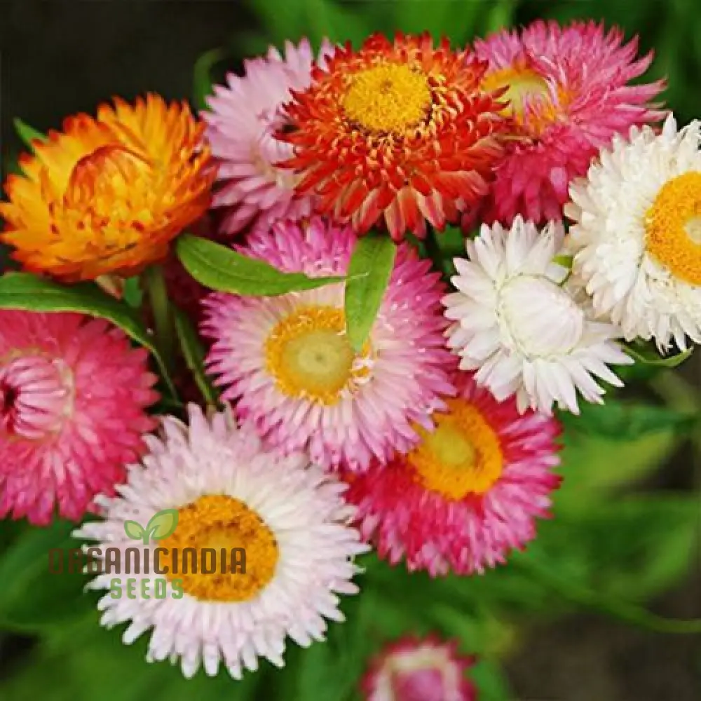 Paper Flower Mix (Helichrysum) Seeds for Planting - Colorful Variety, Easy to Grow - Image 3