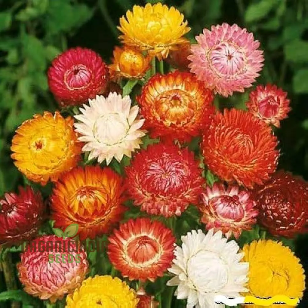 Paper Flower Mix (Helichrysum) Seeds for Planting - Colorful Variety, Easy to Grow - Image 4