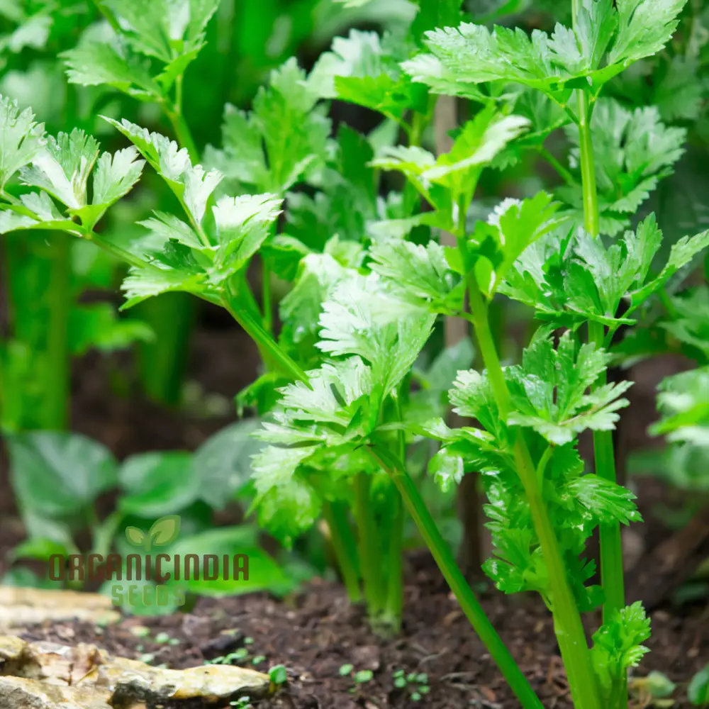 PAR-CEL Seeds, Elevate Your Garden with High-Quality, Flavorful Herbs from Seed to Harvest