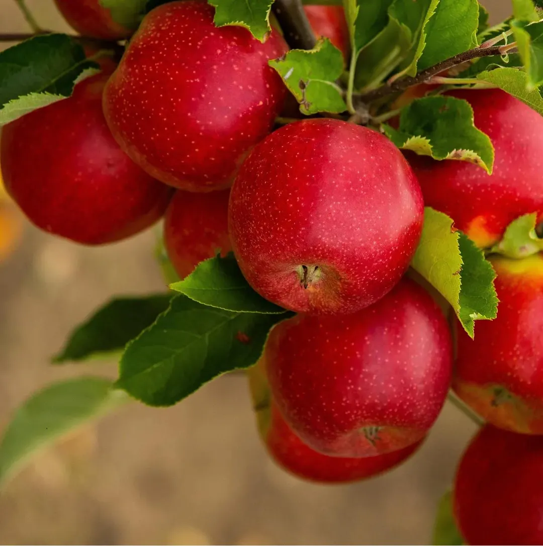 Paradise Apple Seeds - Image 3