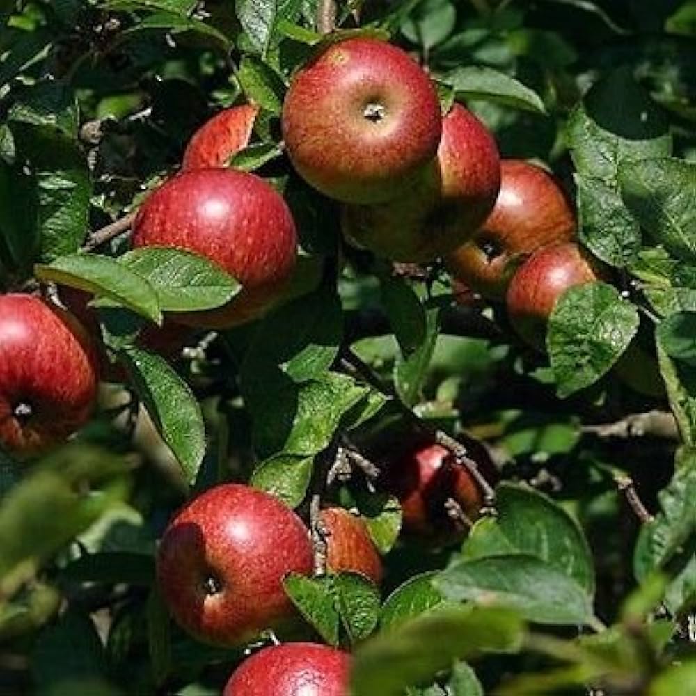 Paradise Apple Seeds - Image 4