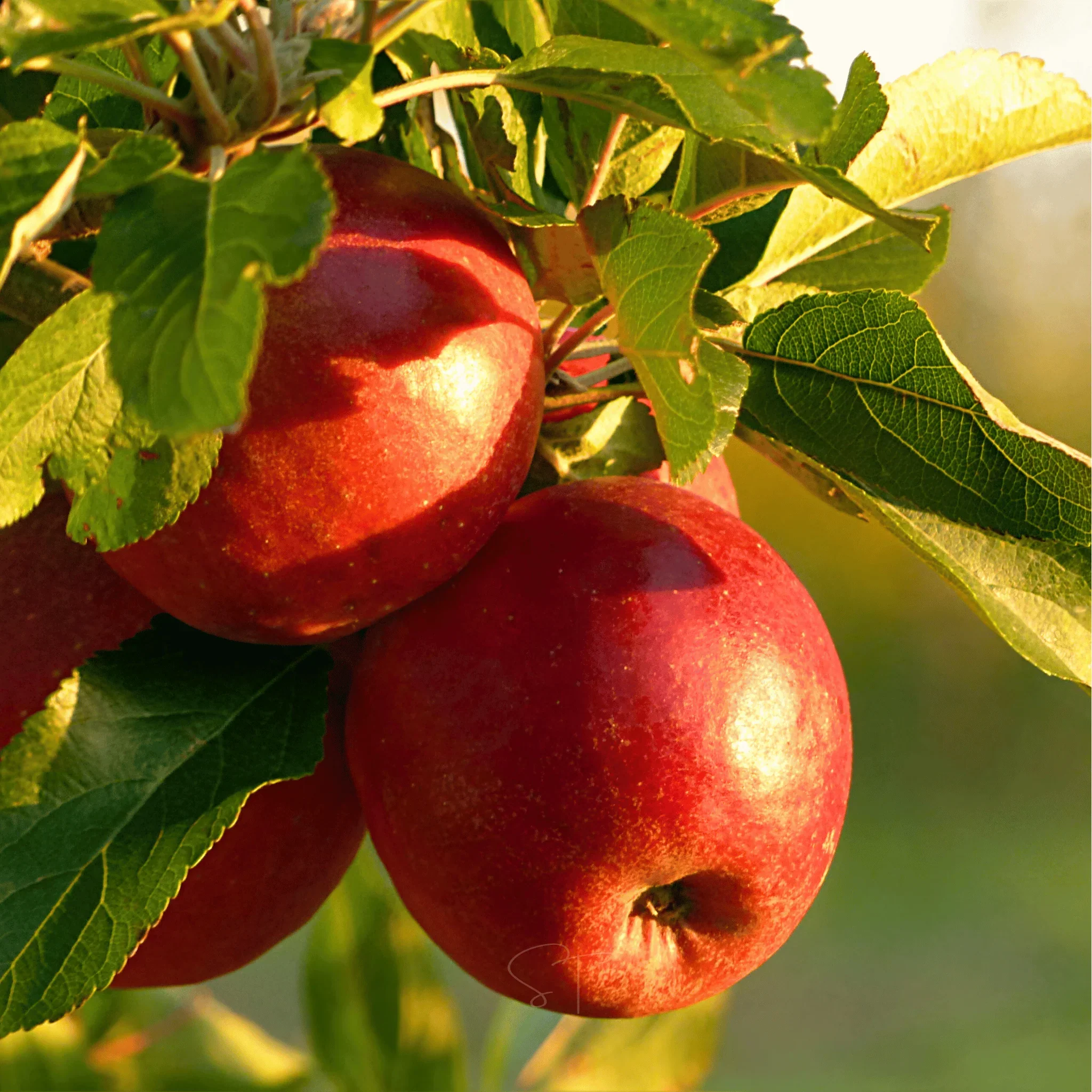 Paradise Apple Seeds - Image 5