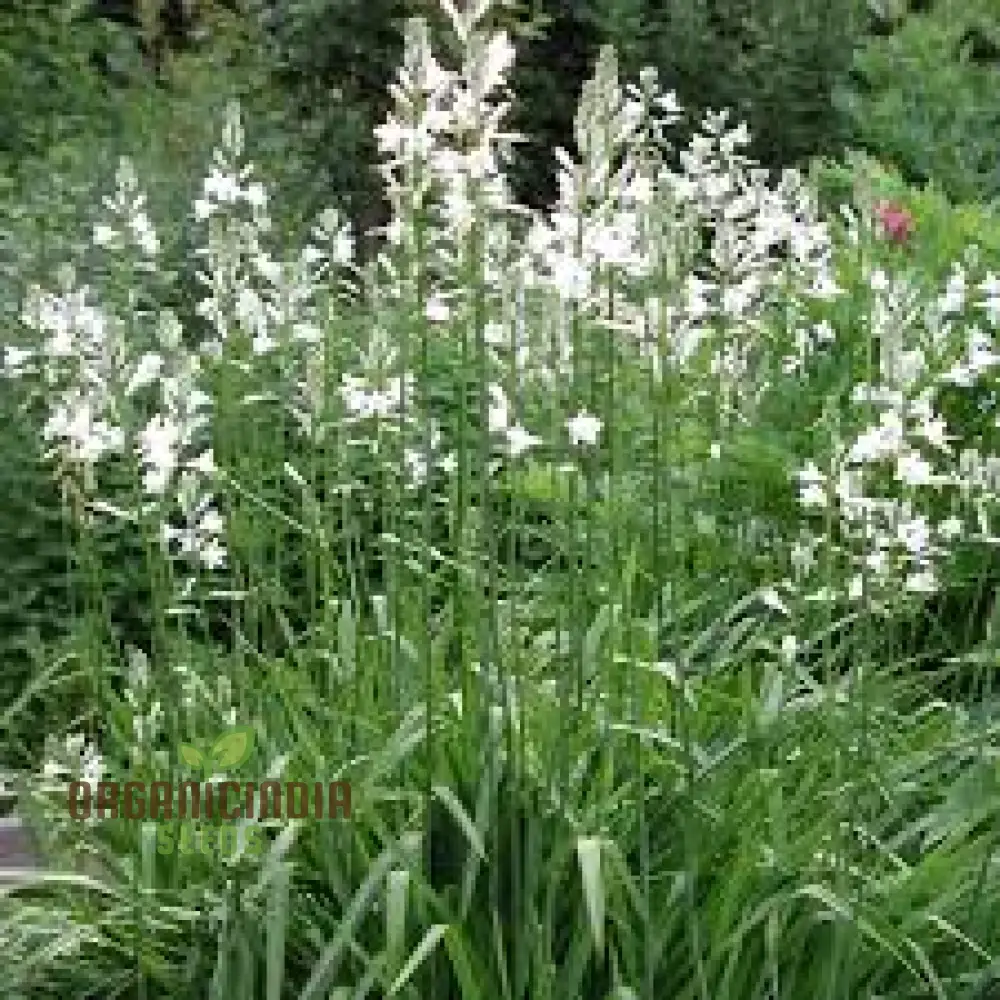 Paradisea Lusitanica Seeds for Gardening Enthusiasts – Rare, Exotic Blooms to Elevate Your Garden with Stunning White Flowers