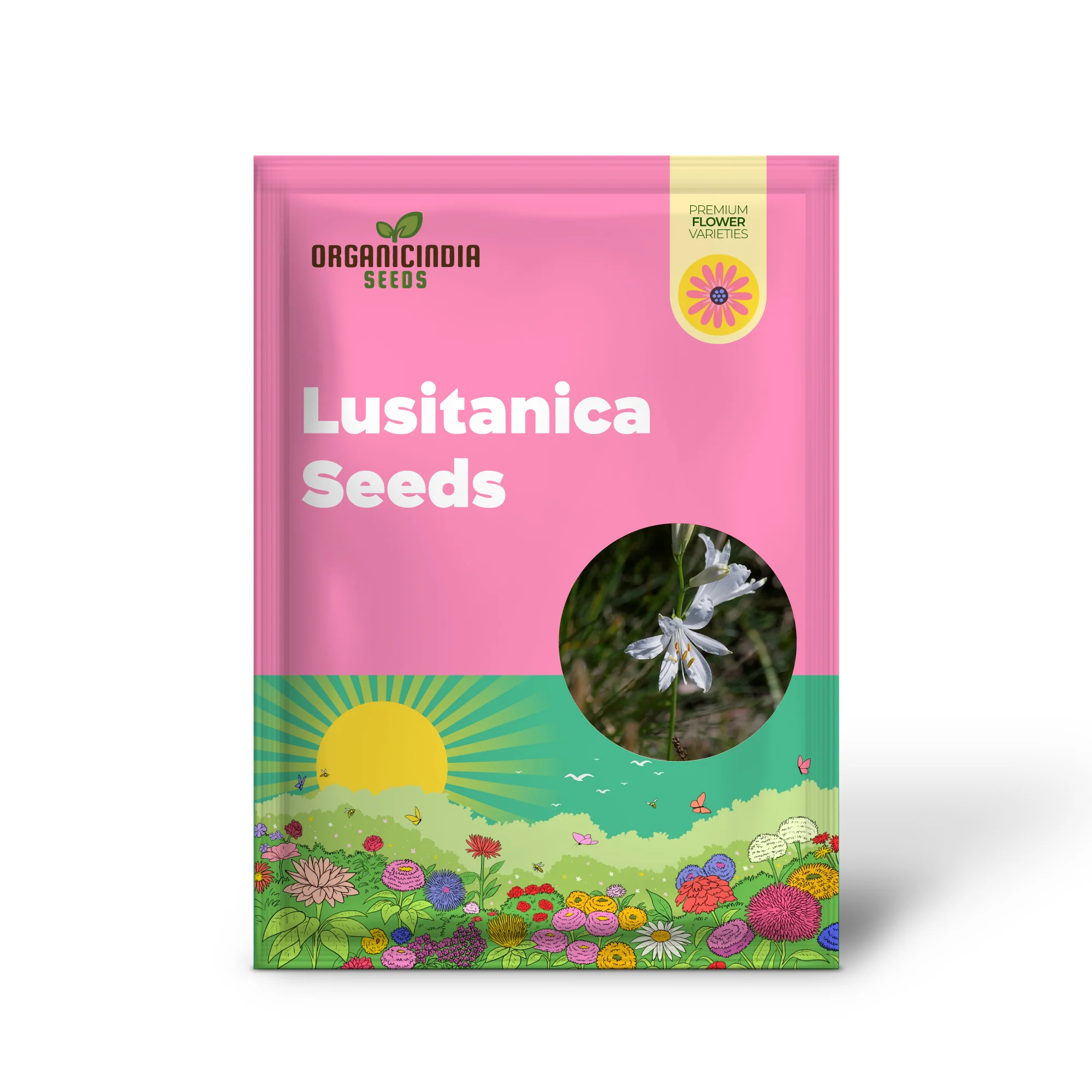 Paradisea Lusitanica Seeds for Gardening Enthusiasts – Rare, Exotic Blooms to Elevate Your Garden with Stunning White Flowers - Image 2