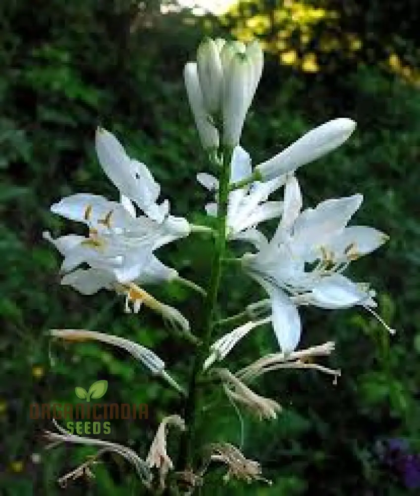 Paradisea Lusitanica Seeds for Gardening Enthusiasts – Rare, Exotic Blooms to Elevate Your Garden with Stunning White Flowers - Image 3