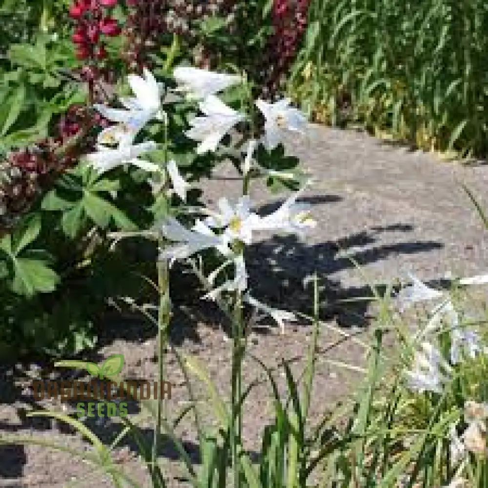 Paradisea Lusitanica Seeds for Gardening Enthusiasts – Rare, Exotic Blooms to Elevate Your Garden with Stunning White Flowers - Image 4