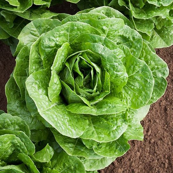 Paris Island Cos Lettuce Seeds – Heirloom, Crisp & Nutritious Variety for Your Garden - Image 3