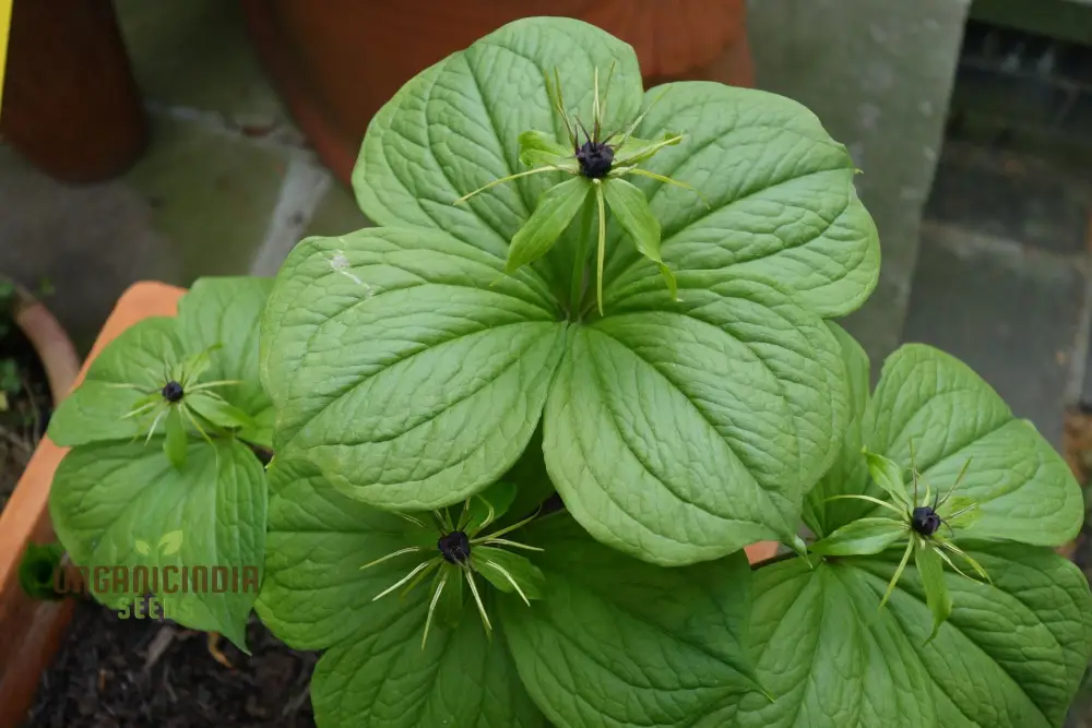 Paris Quadrifolia Seeds for Unique and Enchanting Gardens - Perfect for Gardening Enthusiasts Seeking Rare and Unusual Seeds