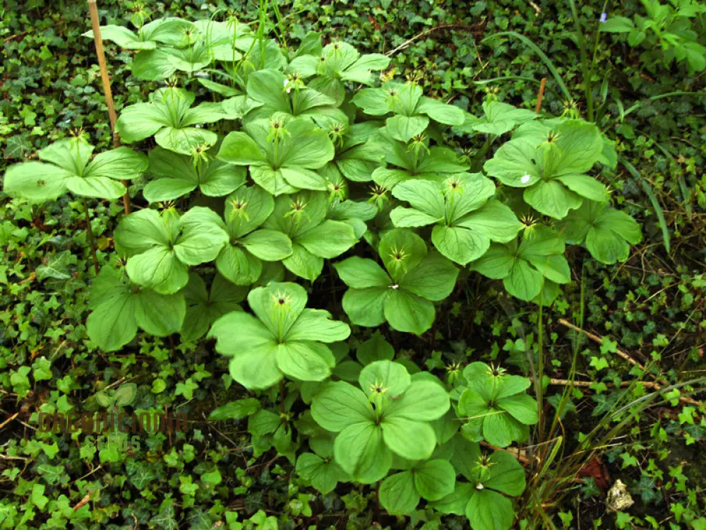 Paris Quadrifolia Seeds for Unique and Enchanting Gardens - Perfect for Gardening Enthusiasts Seeking Rare and Unusual Seeds - Image 4