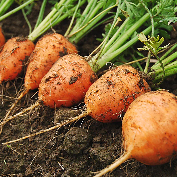 Parisian (Paris Market) Carrot Seeds – Round, Sweet & Heirloom Variety - Image 4