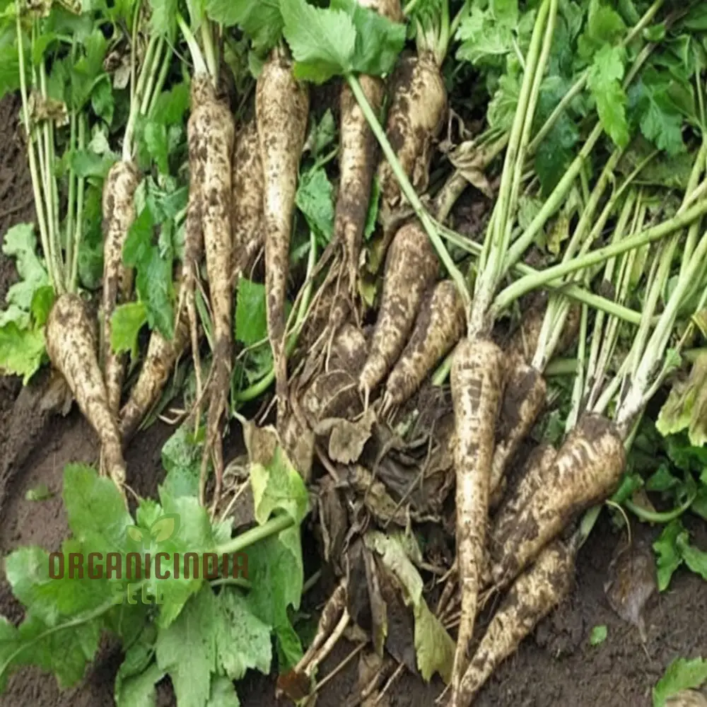 Parsnip Gladiator F1 Vegetable Seeds, High-Yield, Disease-Resistant Parsnip Seeds for Your Garden
