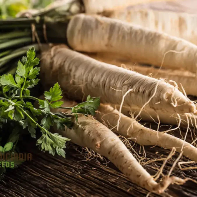 Parsnip Hollow Vegetable Seeds for a Flavorful and Nutritious Harvest