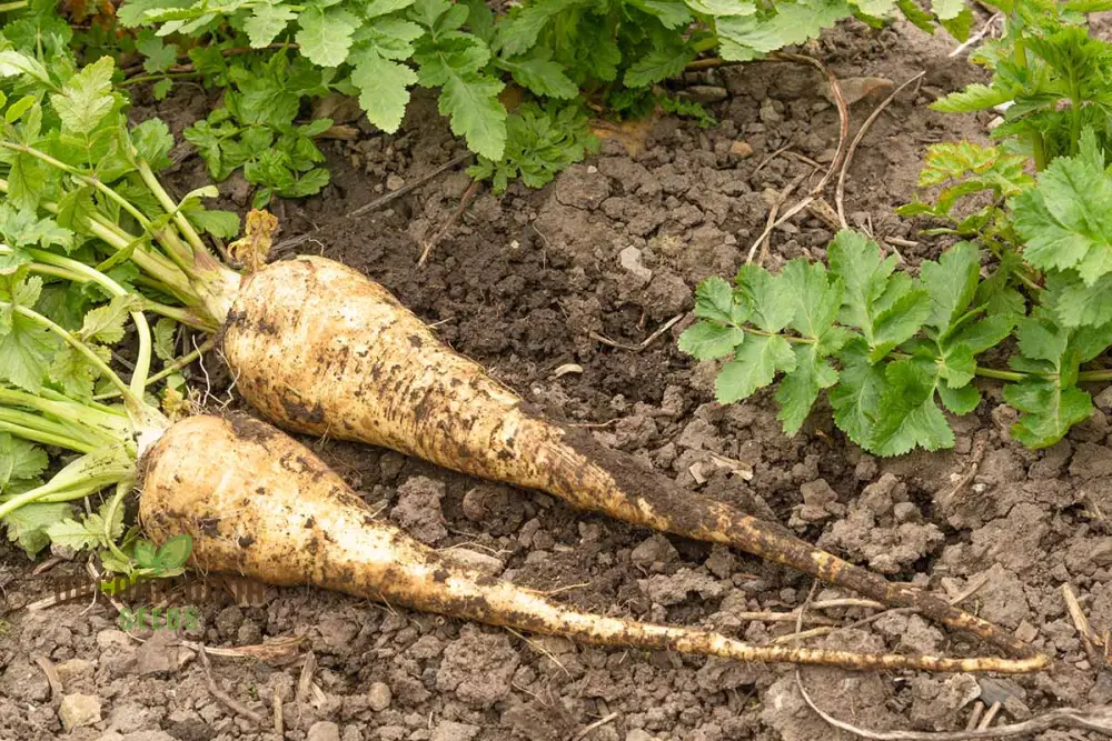 Parsnip Hollow Vegetable Seeds for a Flavorful and Nutritious Harvest - Image 4