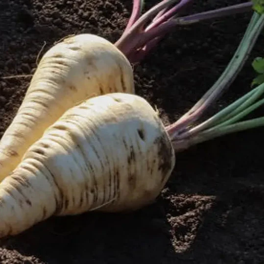 Parsnip Imperial Crown Vegetable Seeds For Planting and Home Gardening - Image 3