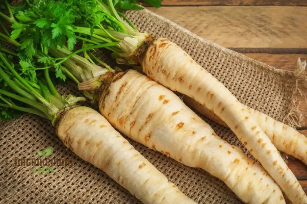 Parsnip Imperial Crown Vegetable Seeds For Planting and Home Gardening - Image 4