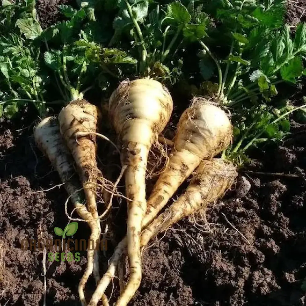 Parsnip Sabre F1 Vegetable Seeds, Cultivating Vigorous and Flavorful Parsnips with Proven Planting and Gardening Techniques - Image 3