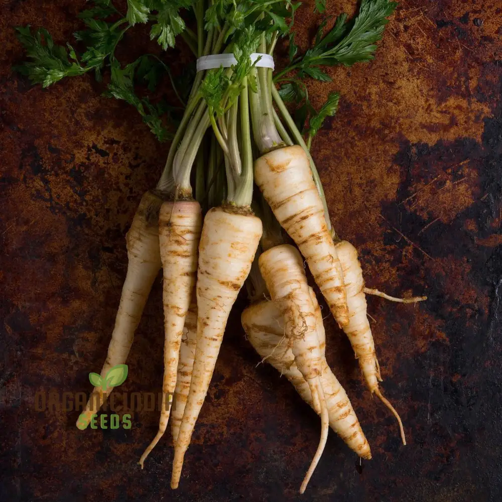 Parsnip Sabre F1 Vegetable Seeds, Cultivating Vigorous and Flavorful Parsnips with Proven Planting and Gardening Techniques - Image 4