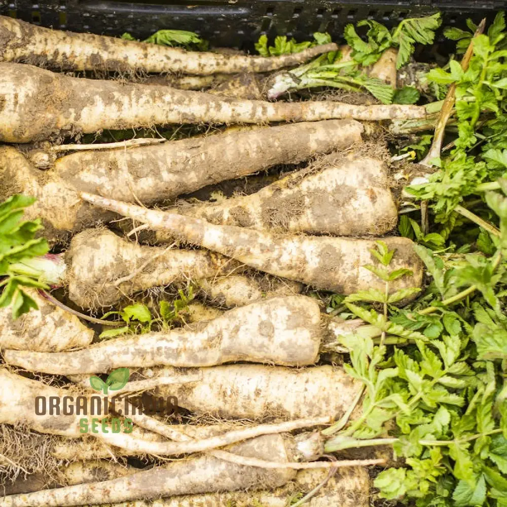 Parsnip Student Vegetable Seeds, Grow Nutritious and Flavorful Parsnips with Expert Tips and Techniques