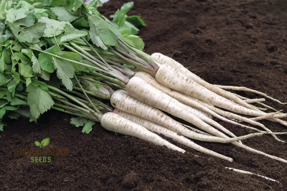 Parsnip Student Vegetable Seeds, Grow Nutritious and Flavorful Parsnips with Expert Tips and Techniques - Image 3