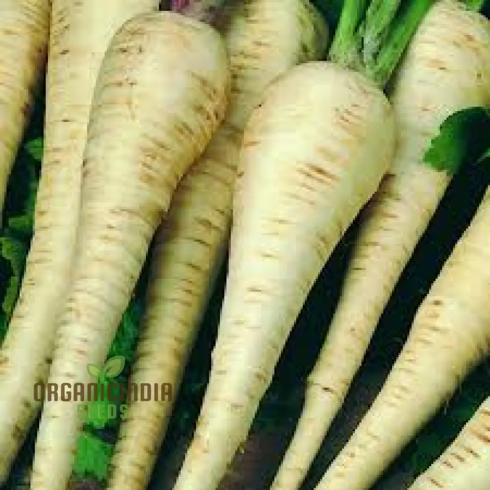 Parsnip Student Vegetable Seeds, Grow Nutritious and Flavorful Parsnips with Expert Tips and Techniques - Image 4