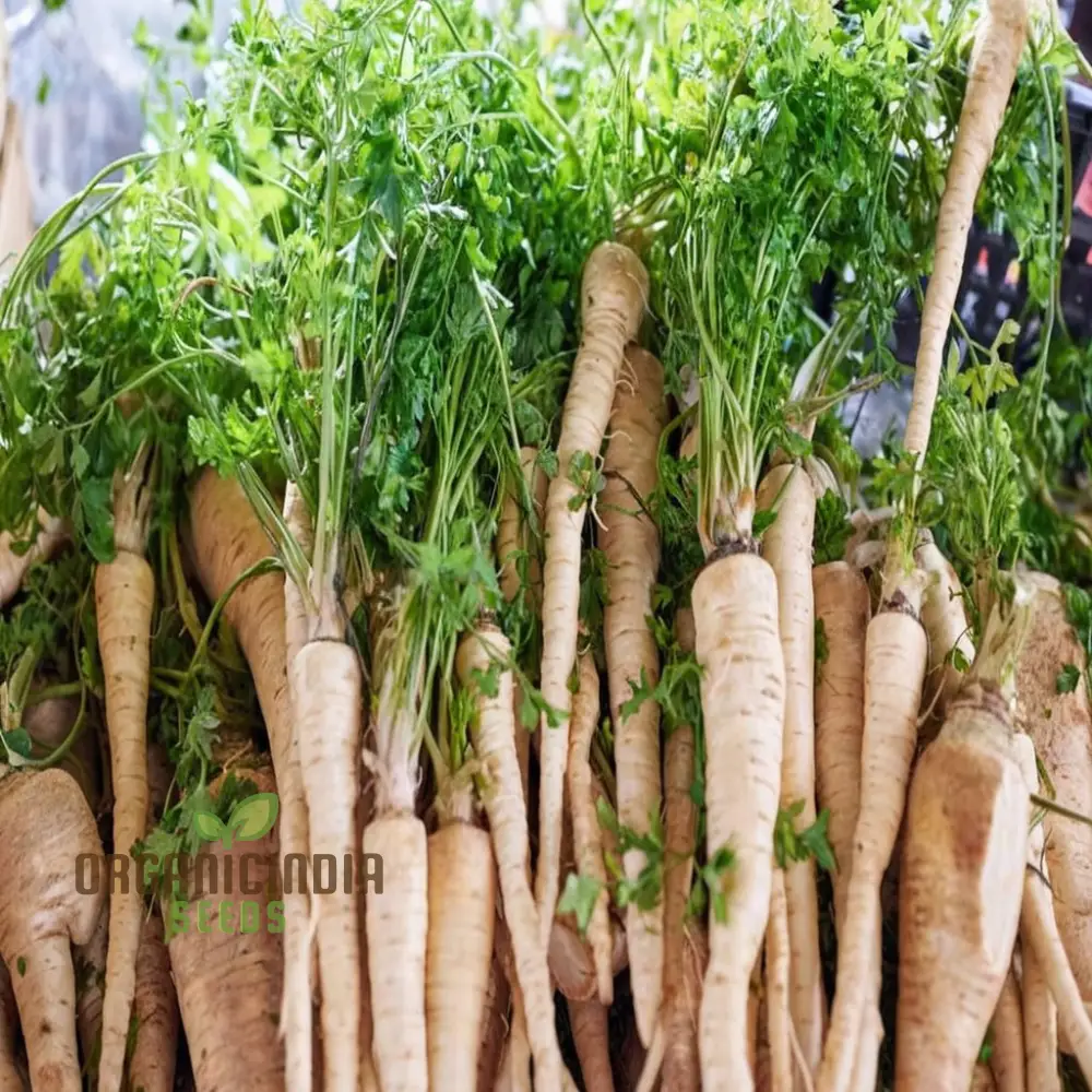 Parsnip Tender and True vegetable Seeds, Heirloom Vegetable Seeds for Home Gardening, High Germination Rate Easy to Grow