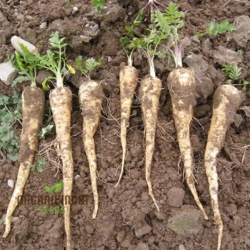 Parsnip Tender and True vegetable Seeds, Heirloom Vegetable Seeds for Home Gardening, High Germination Rate Easy to Grow - Image 3