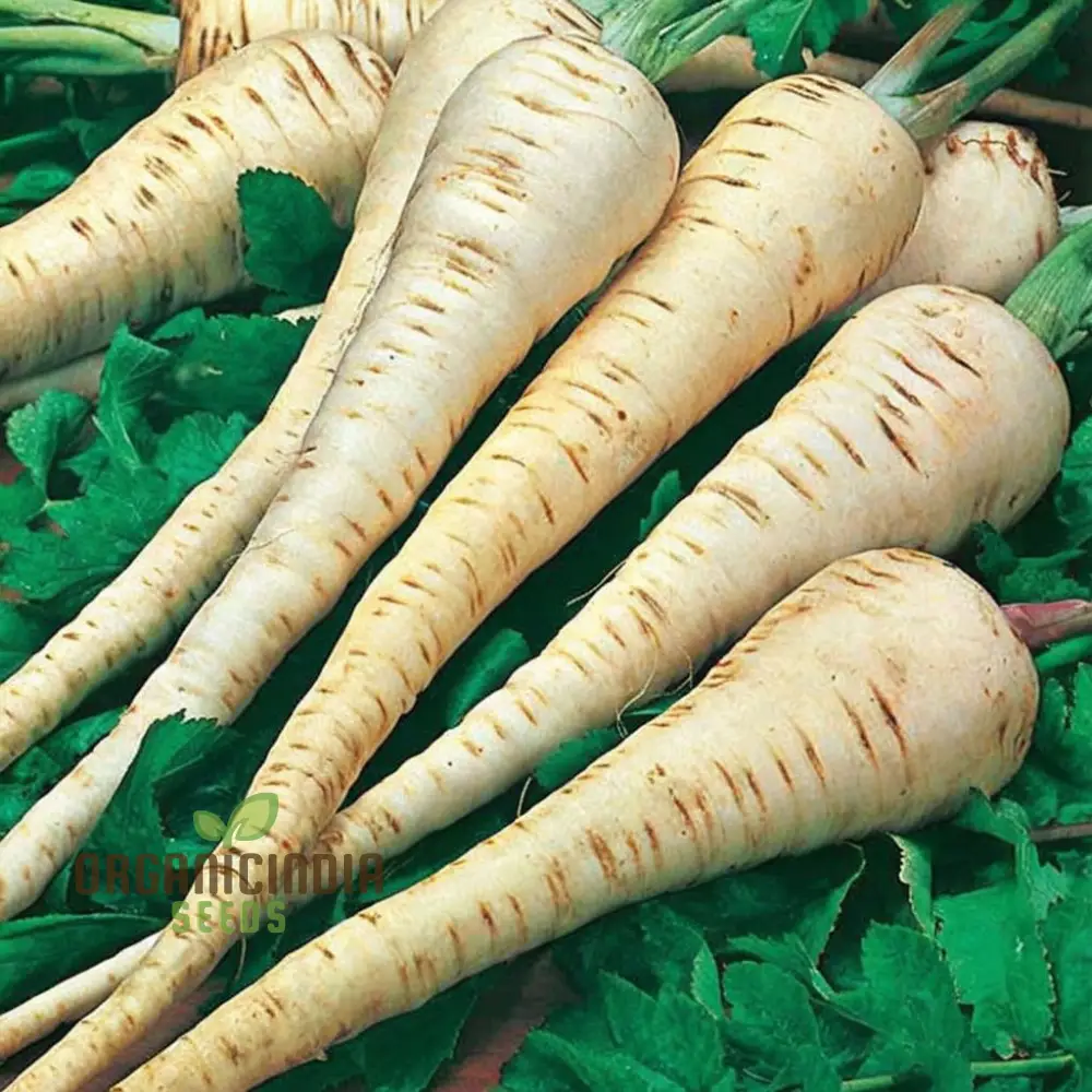 Parsnip Tender and True vegetable Seeds, Heirloom Vegetable Seeds for Home Gardening, High Germination Rate Easy to Grow - Image 4