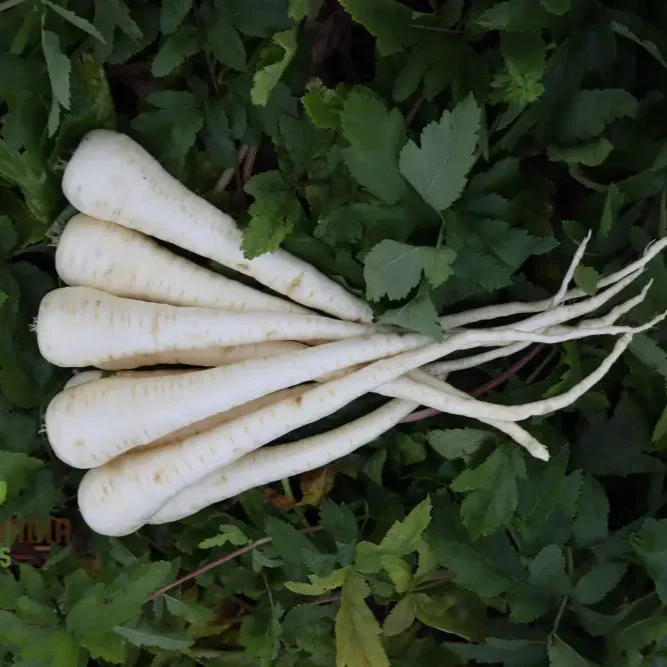 Parsnip Victor F1 Vegetable Seeds, Cultivate Robust and Flavorful Parsnips with Expert Tips for Successful Growth