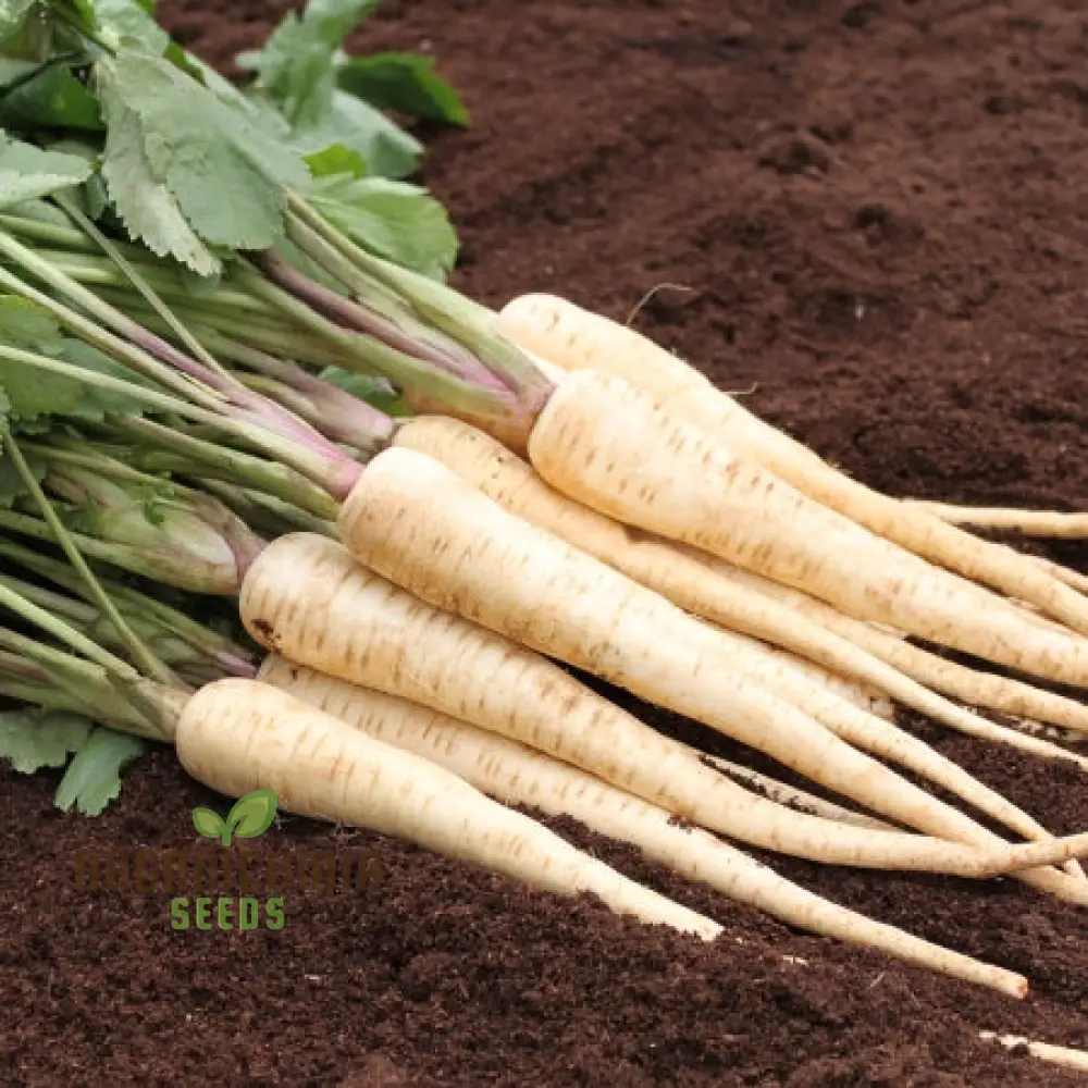 Parsnip Victor F1 Vegetable Seeds, Cultivate Robust and Flavorful Parsnips with Expert Tips for Successful Growth - Image 3