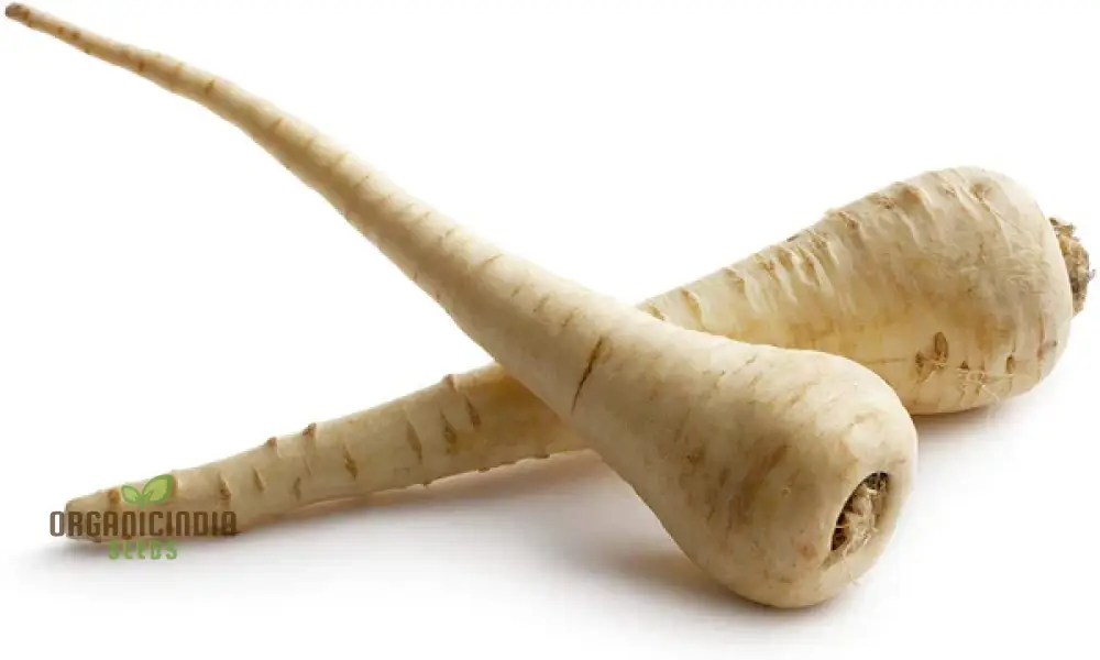 Parsnip Victor F1 Vegetable Seeds, Cultivate Robust and Flavorful Parsnips with Expert Tips for Successful Growth - Image 4