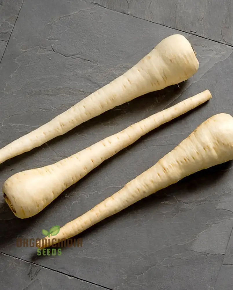 Parsnip White Spear Vegetable Seeds, Cultivate Flavorful and Hardy Parsnips with Expert Planting and Gardening Techniques - Image 4