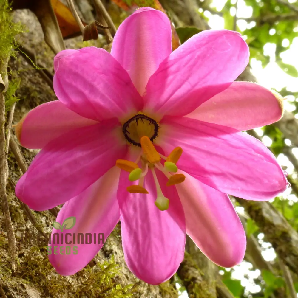 Passiflora Coactilis Seeds – Elevate Your Gardening Experience with Stunning, Unique Blooms!