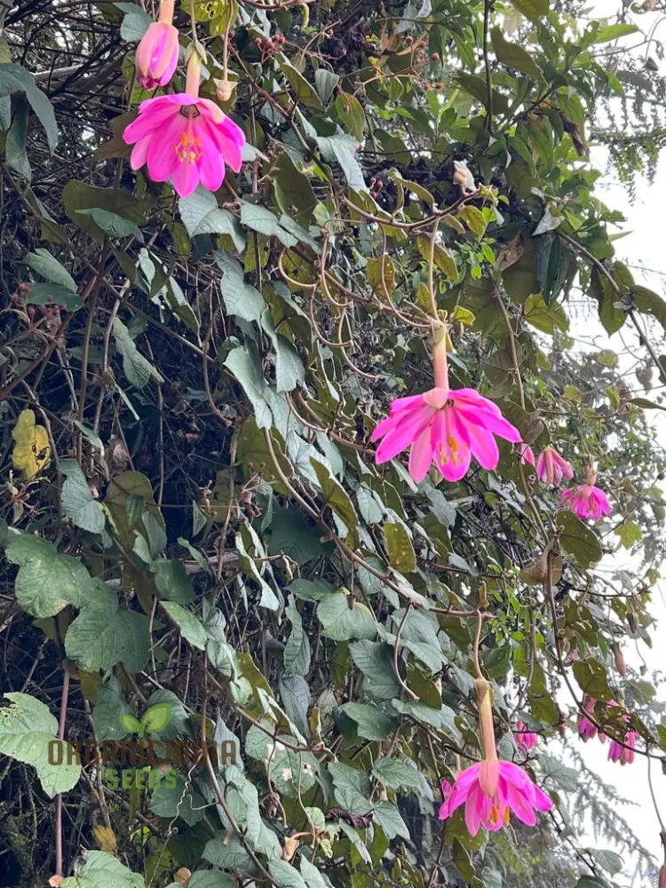 Passiflora Coactilis Seeds – Elevate Your Gardening Experience with Stunning, Unique Blooms! - Image 3