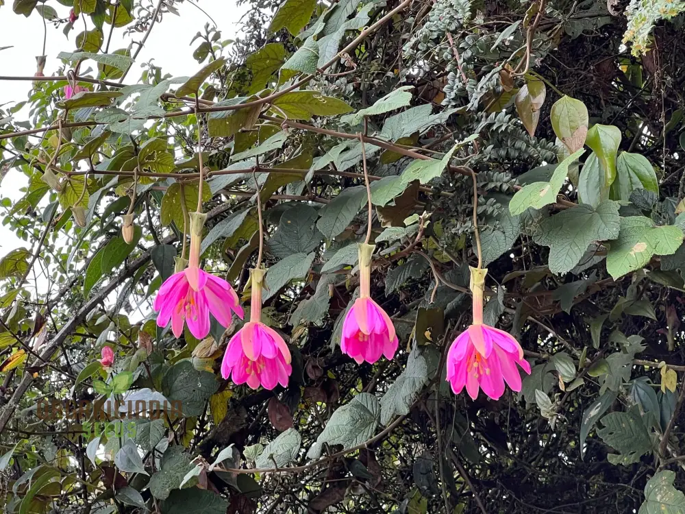 Passiflora Coactilis Seeds – Elevate Your Gardening Experience with Stunning, Unique Blooms! - Image 4