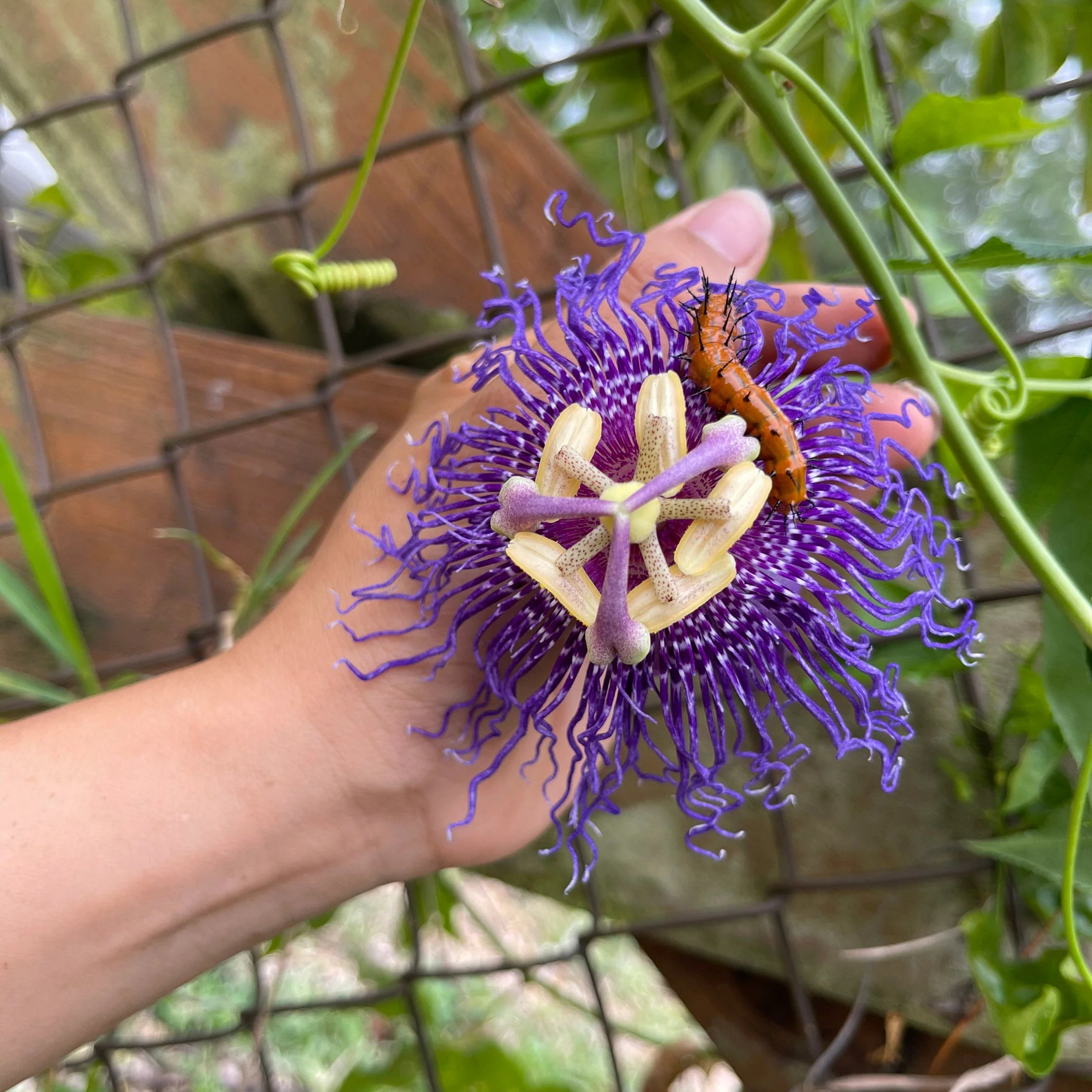 Passiflora Incarnata Seeds Purple Passion Flower Maypop, Fast Growing Perennial Vine, Winter Hardy - Image 3