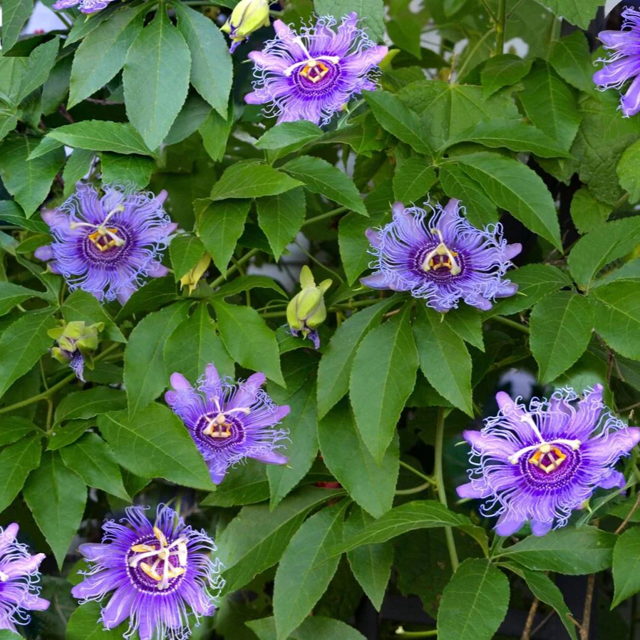 Passiflora Incarnata Seeds Purple Passion Flower Maypop, Fast Growing Perennial Vine, Winter Hardy - Image 4
