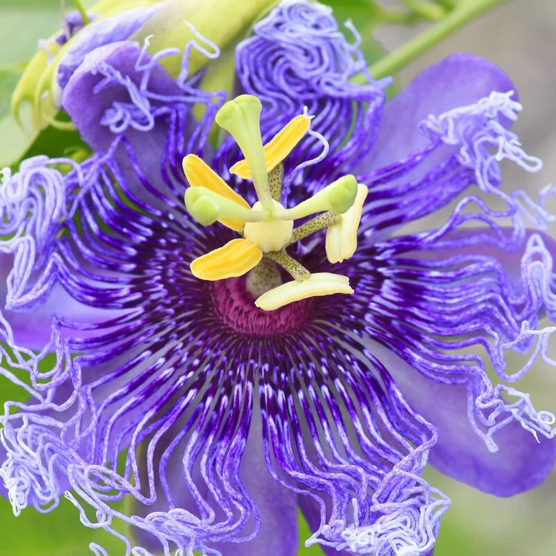 Passiflora Incarnata Seeds Purple Passion Flower Maypop, Fast Growing Perennial Vine, Winter Hardy - Image 5
