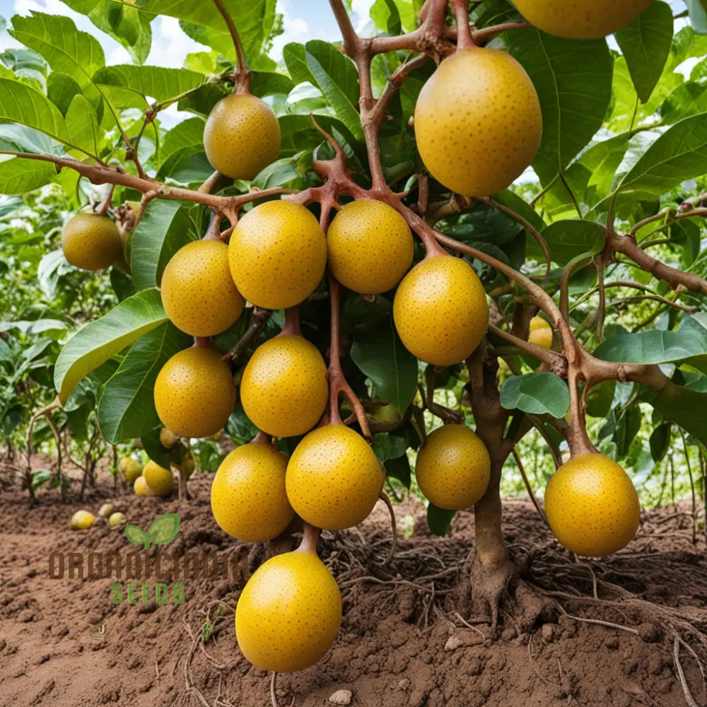 Enchanting Yellow Passion Fruit Seeds, A Planting Guide for Your Garden Oasis - Image 3