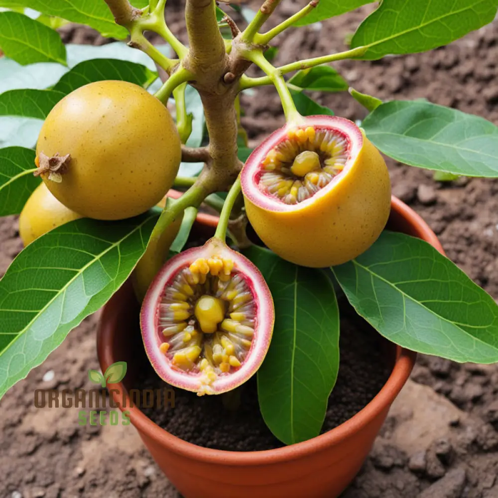 Enchanting Yellow Passion Fruit Seeds, A Planting Guide for Your Garden Oasis - Image 4